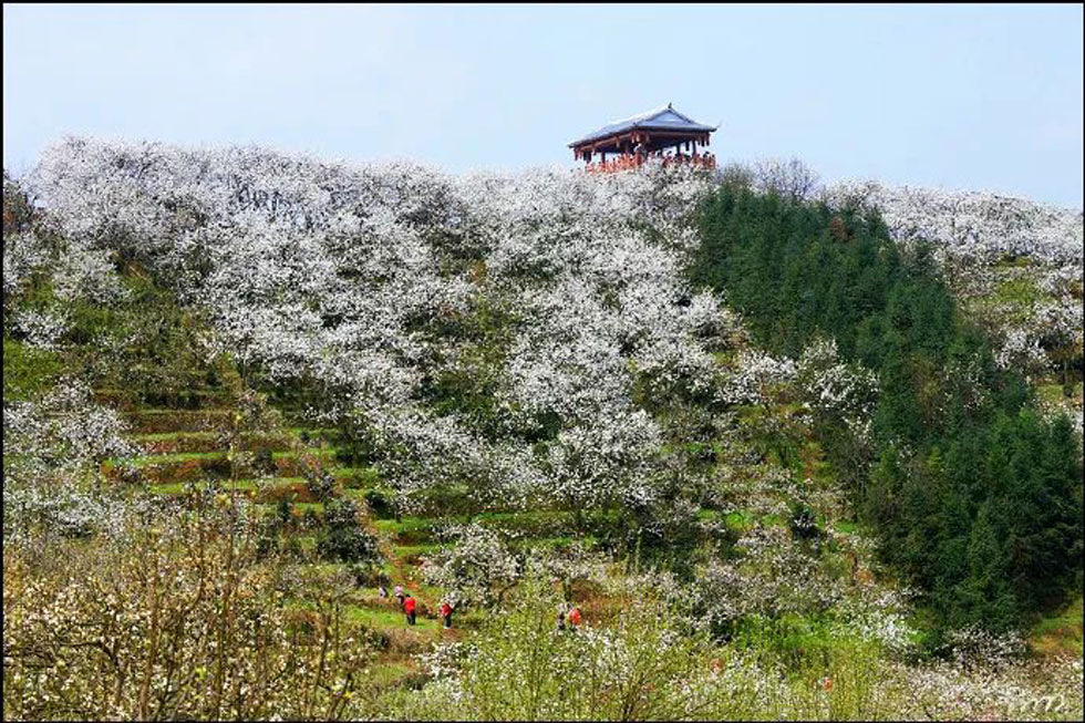 【春天，广西桂林灌阳县向您发出邀请！】我们在灌阳看梨花 - 游山玩水 - 西宁生活社区 - 西宁28生活网 xn.28life.net