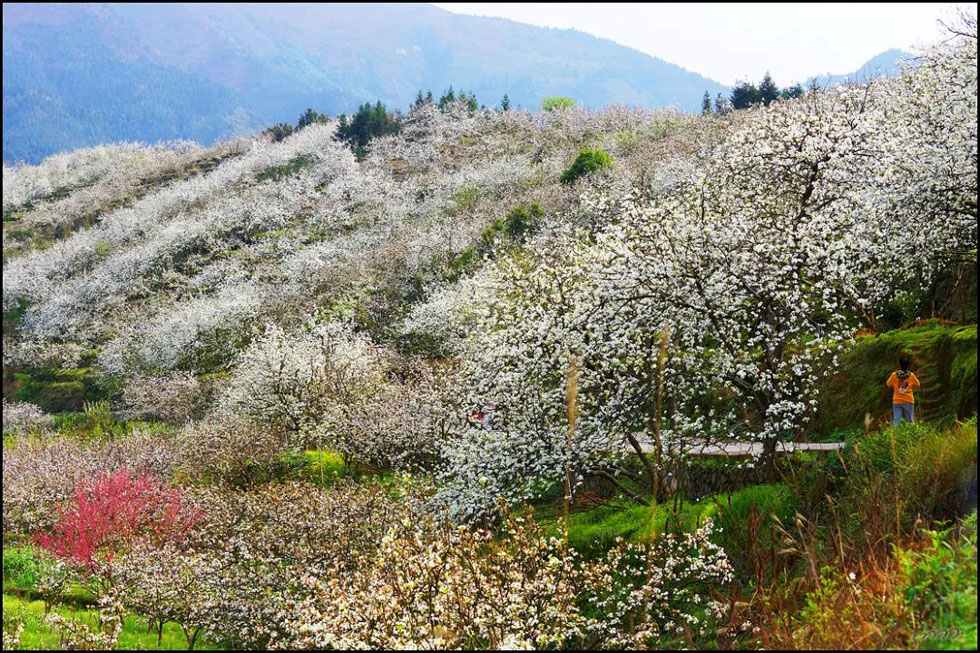 【春天，广西桂林灌阳县向您发出邀请！】我们在灌阳看梨花 - 游山玩水 - 西宁生活社区 - 西宁28生活网 xn.28life.net