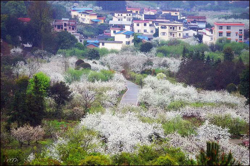 【春天，广西桂林灌阳县向您发出邀请！】我们在灌阳看梨花 - 游山玩水 - 西宁生活社区 - 西宁28生活网 xn.28life.net