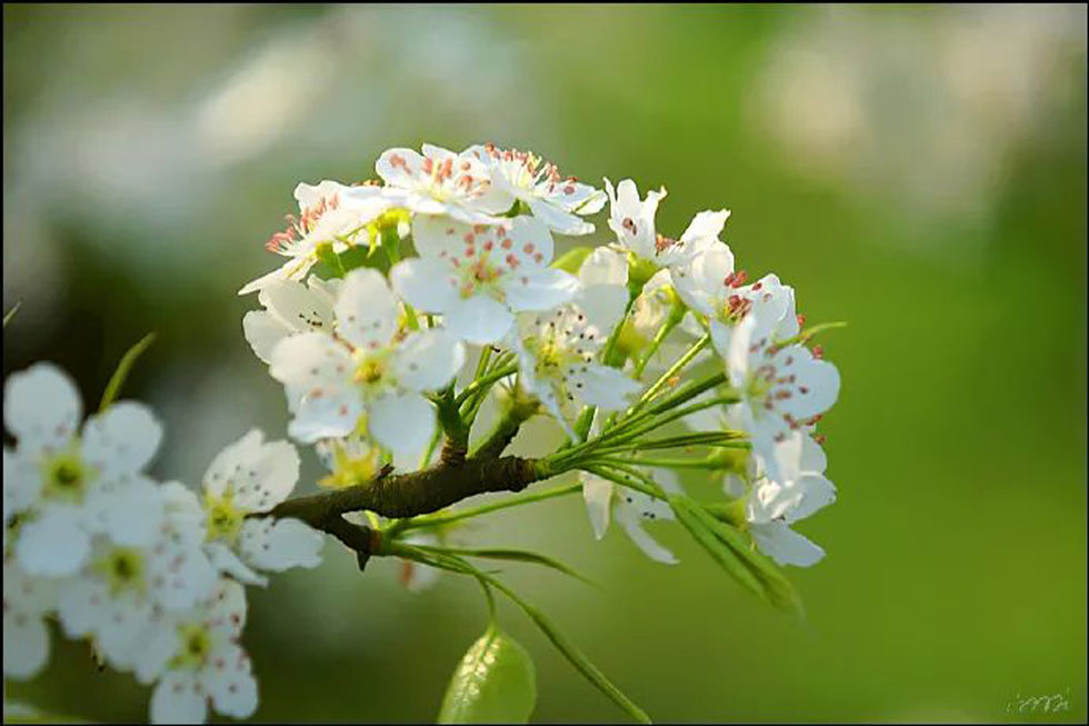 【春天，广西桂林灌阳县向您发出邀请！】我们在灌阳看梨花 - 游山玩水 - 西宁生活社区 - 西宁28生活网 xn.28life.net