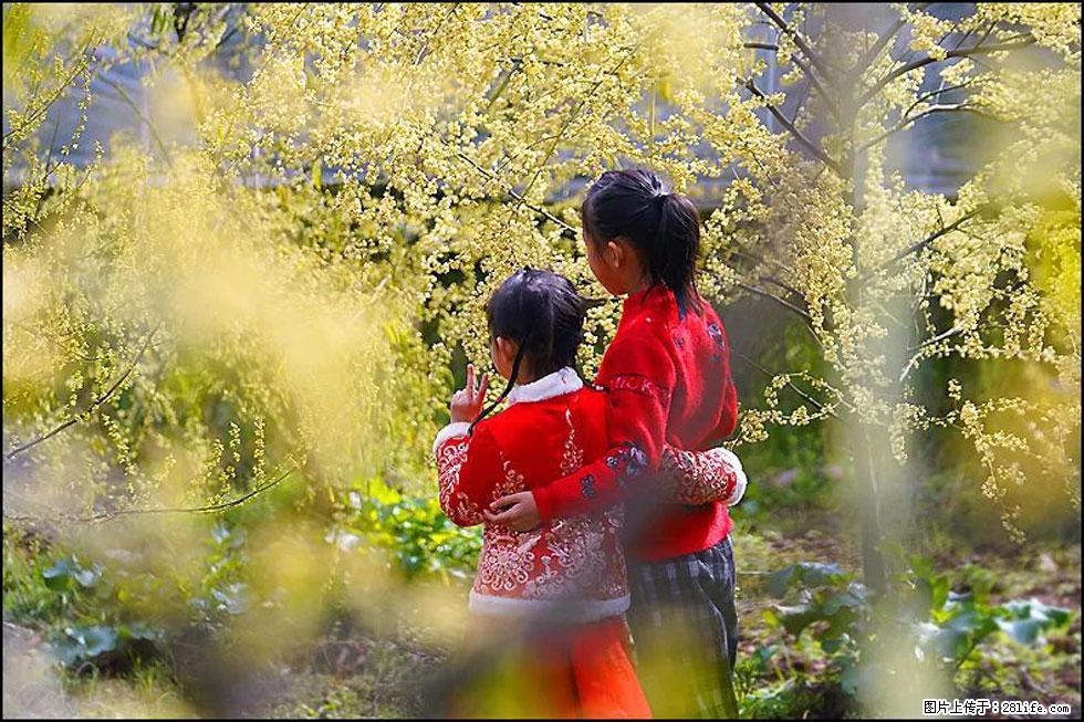 【春天，广西桂林灌阳县向您发出邀请！】米珠山前有片山苍子花在飘香 - 游山玩水 - 西宁生活社区 - 西宁28生活网 xn.28life.net