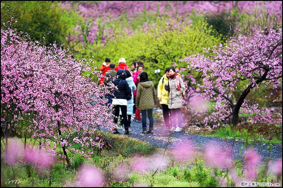 【春天，广西桂林灌阳县向您发出邀请！】官庄村有个醉美的桃花园 - 游山玩水 - 西宁生活社区 - 西宁28生活网 xn.28life.net
