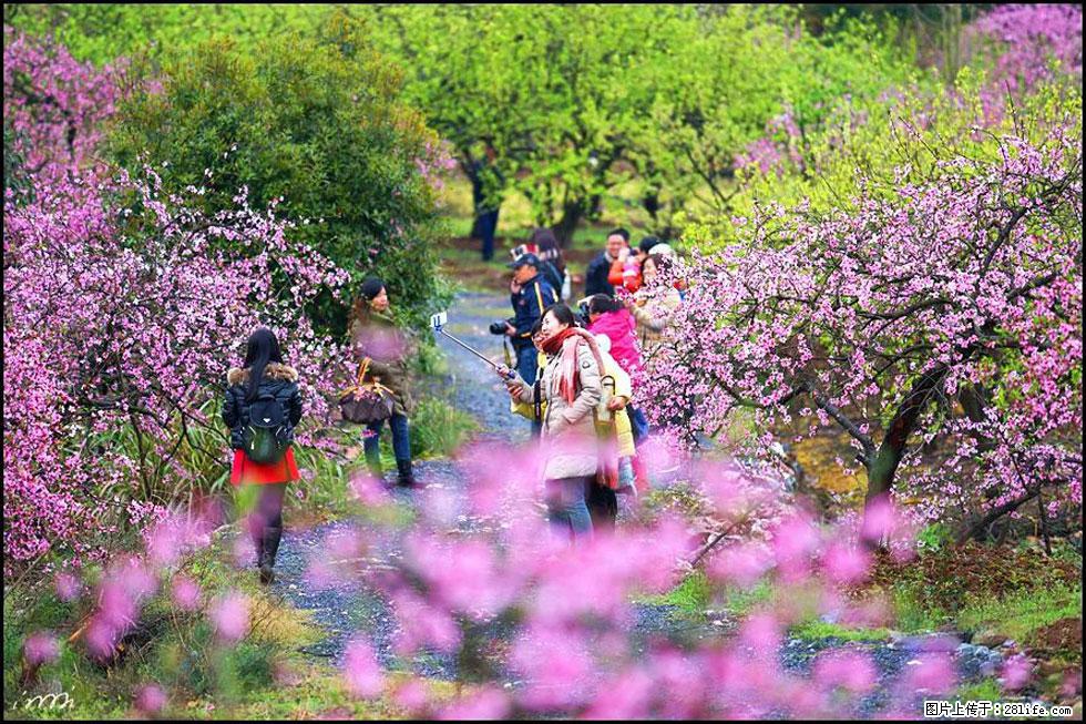 【春天，广西桂林灌阳县向您发出邀请！】官庄村有个醉美的桃花园 - 游山玩水 - 西宁生活社区 - 西宁28生活网 xn.28life.net