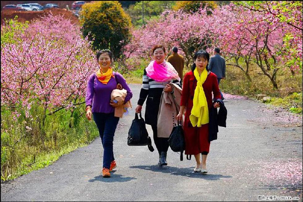 【春天，广西桂林灌阳县向您发出邀请！】官庄村有个醉美的桃花园 - 游山玩水 - 西宁生活社区 - 西宁28生活网 xn.28life.net