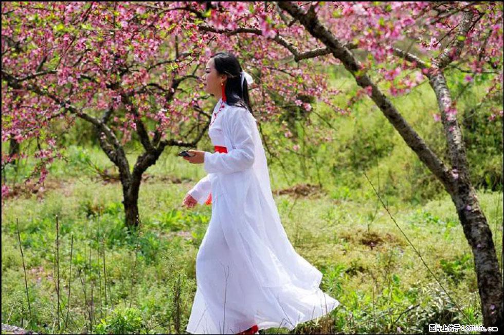 【春天，广西桂林灌阳县向您发出邀请！】官庄村有个醉美的桃花园 - 游山玩水 - 西宁生活社区 - 西宁28生活网 xn.28life.net
