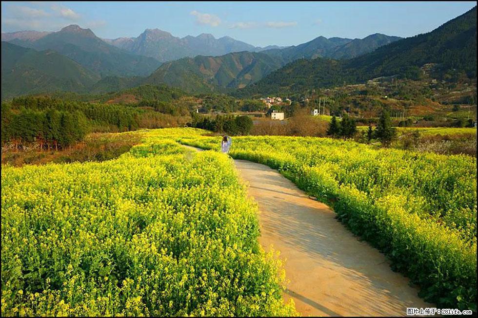 【春天，广西桂林灌阳县向您发出邀请！】长坪村油菜盛情花开 - 游山玩水 - 西宁生活社区 - 西宁28生活网 xn.28life.net