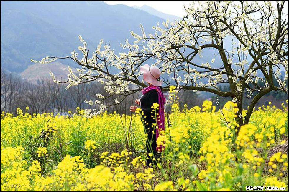 【春天，广西桂林灌阳县向您发出邀请！】长坪村油菜盛情花开 - 游山玩水 - 西宁生活社区 - 西宁28生活网 xn.28life.net