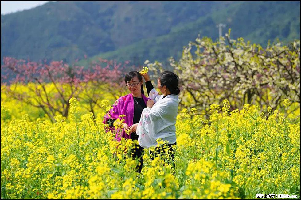 【春天，广西桂林灌阳县向您发出邀请！】长坪村油菜盛情花开 - 游山玩水 - 西宁生活社区 - 西宁28生活网 xn.28life.net