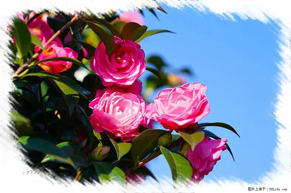 【春天,广西桂林灌阳县向您发出邀请!】杨柳井茶花惹人爱 - 游山玩水 - 西宁生活社区 - 西宁28生活网 xn.28life.net