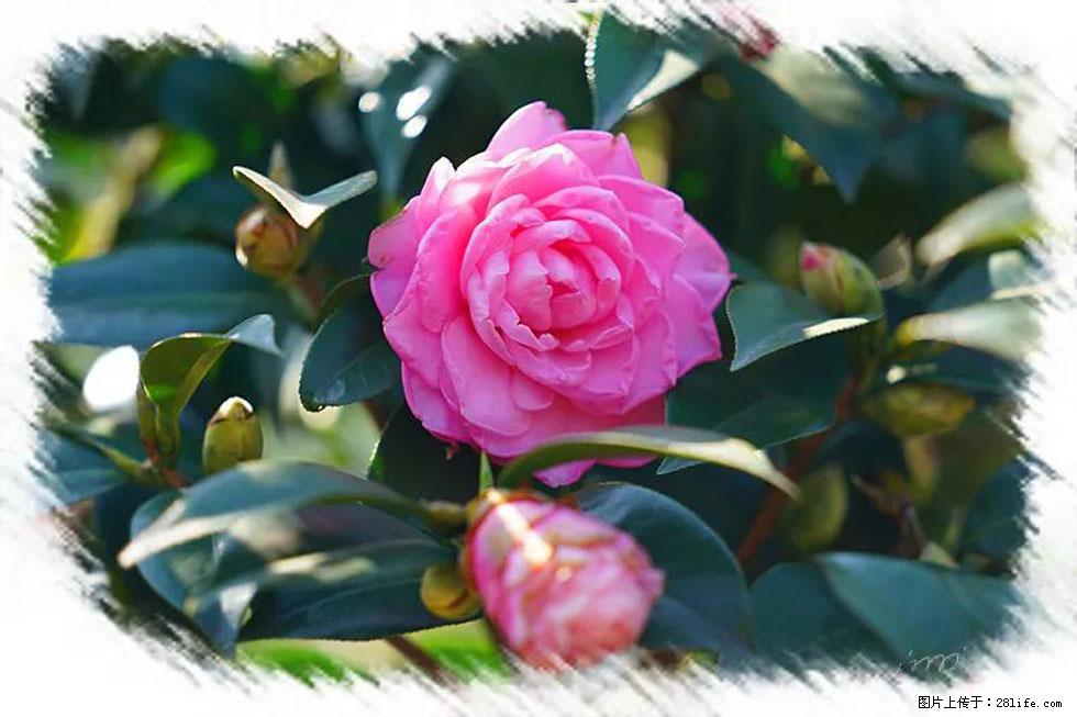 【春天,广西桂林灌阳县向您发出邀请!】杨柳井茶花惹人爱 - 游山玩水 - 西宁生活社区 - 西宁28生活网 xn.28life.net