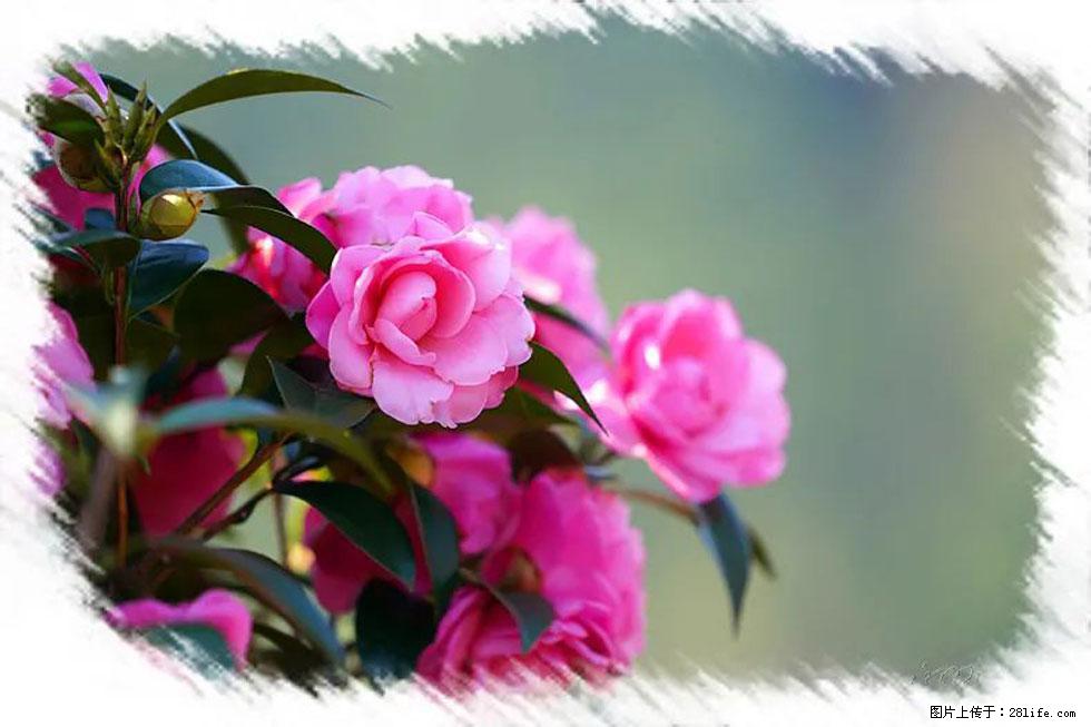 【春天,广西桂林灌阳县向您发出邀请!】杨柳井茶花惹人爱 - 游山玩水 - 西宁生活社区 - 西宁28生活网 xn.28life.net