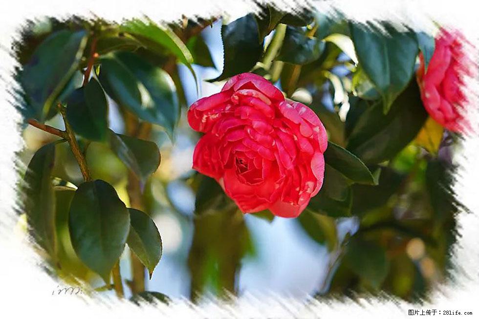 【春天,广西桂林灌阳县向您发出邀请!】杨柳井茶花惹人爱 - 游山玩水 - 西宁生活社区 - 西宁28生活网 xn.28life.net