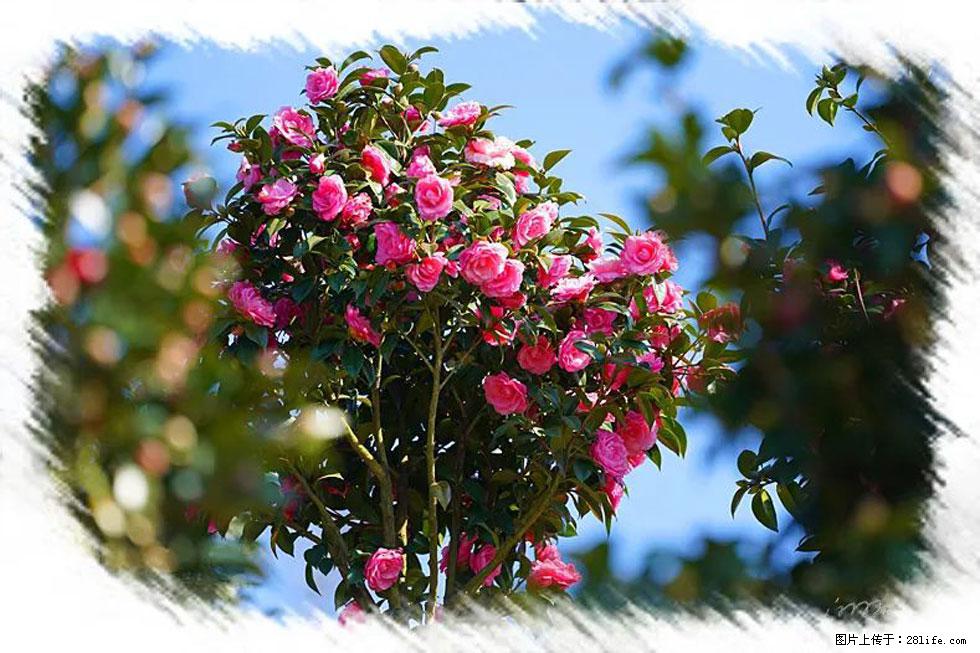 【春天,广西桂林灌阳县向您发出邀请!】杨柳井茶花惹人爱 - 游山玩水 - 西宁生活社区 - 西宁28生活网 xn.28life.net