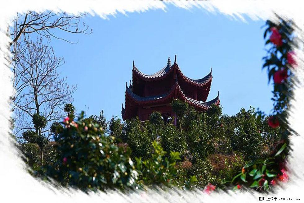 【春天,广西桂林灌阳县向您发出邀请!】杨柳井茶花惹人爱 - 游山玩水 - 西宁生活社区 - 西宁28生活网 xn.28life.net