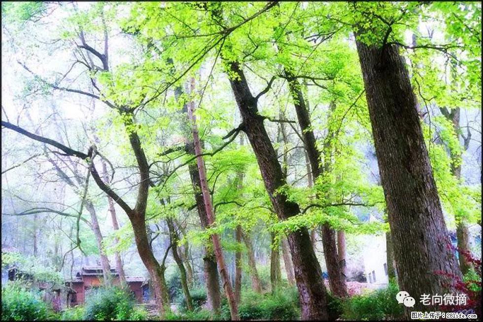 【春天，广西桂林灌阳县向您发出邀请！】在小龙村与春天约会 - 游山玩水 - 西宁生活社区 - 西宁28生活网 xn.28life.net