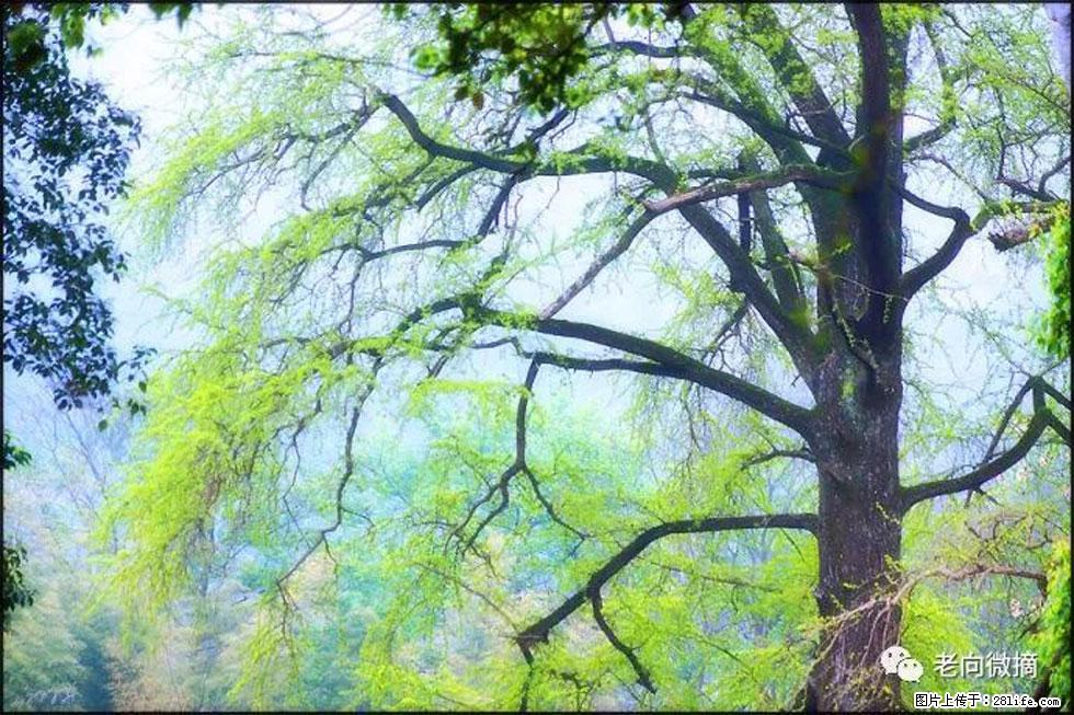 【春天，广西桂林灌阳县向您发出邀请！】在小龙村与春天约会 - 游山玩水 - 西宁生活社区 - 西宁28生活网 xn.28life.net