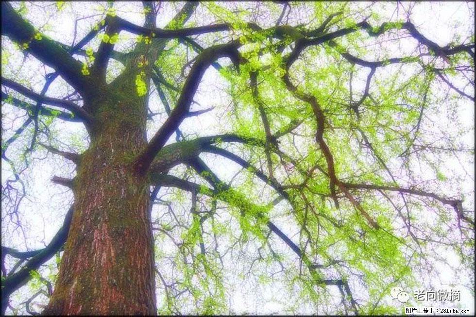 【春天，广西桂林灌阳县向您发出邀请！】在小龙村与春天约会 - 游山玩水 - 西宁生活社区 - 西宁28生活网 xn.28life.net