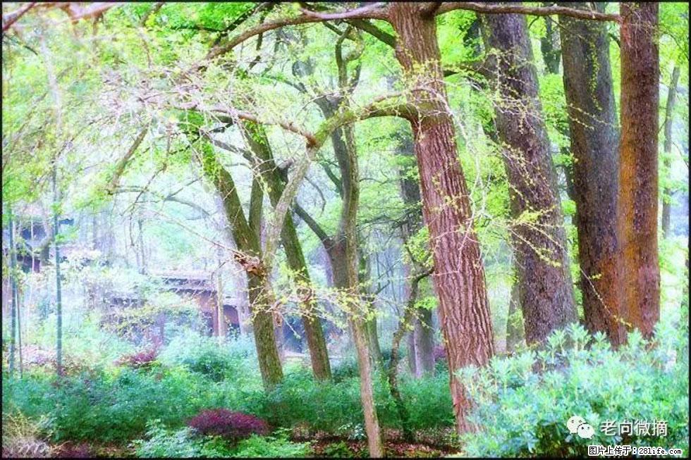 【春天，广西桂林灌阳县向您发出邀请！】在小龙村与春天约会 - 游山玩水 - 西宁生活社区 - 西宁28生活网 xn.28life.net