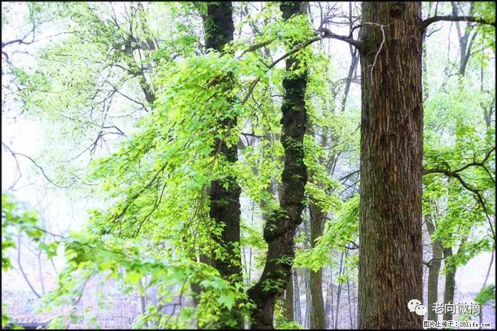 【春天，广西桂林灌阳县向您发出邀请！】在小龙村与春天约会 - 游山玩水 - 西宁生活社区 - 西宁28生活网 xn.28life.net