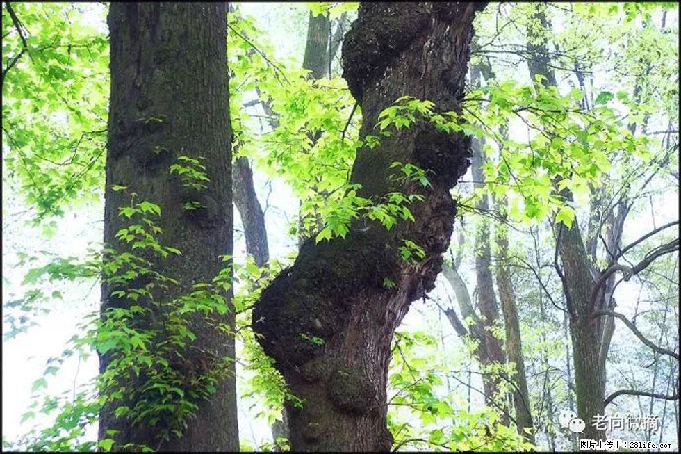 【春天，广西桂林灌阳县向您发出邀请！】在小龙村与春天约会 - 游山玩水 - 西宁生活社区 - 西宁28生活网 xn.28life.net