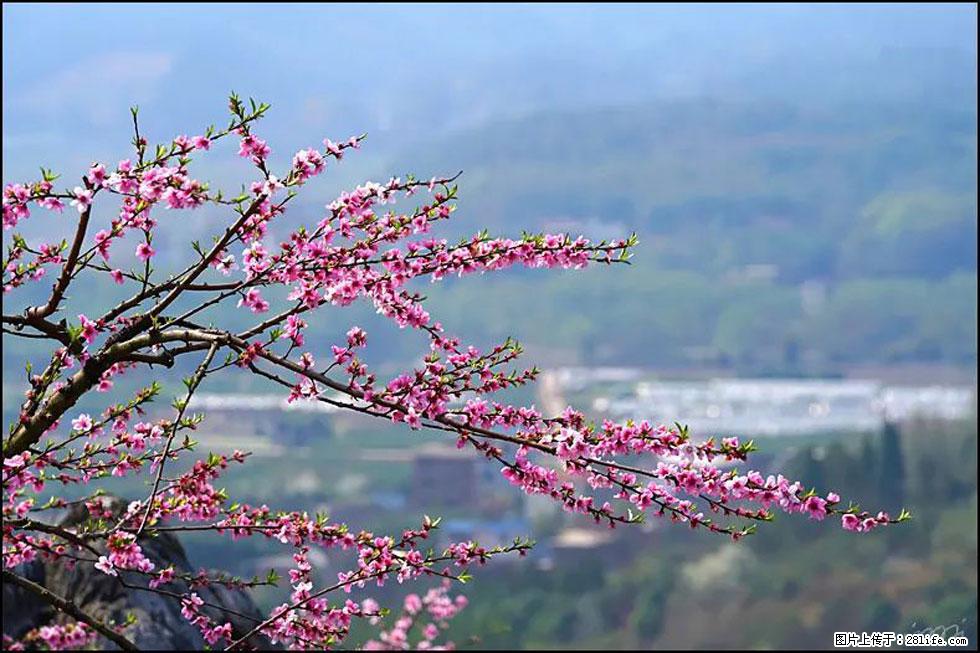 【春天，广西桂林灌阳县向您发出邀请！】望月岭上桃花开 - 游山玩水 - 西宁生活社区 - 西宁28生活网 xn.28life.net