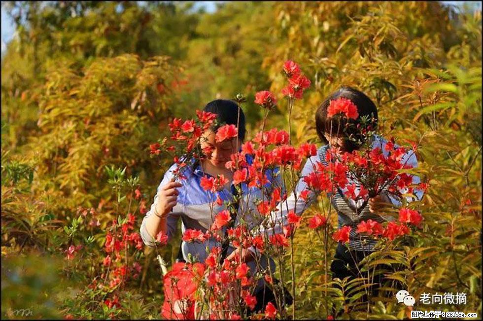 【春天，广西桂林灌阳县向您发出邀请！】登麒麟山，相约映山红 - 游山玩水 - 西宁生活社区 - 西宁28生活网 xn.28life.net
