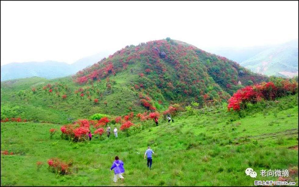 【春天，广西桂林灌阳县向您发出邀请！】宝盖山上映山红 - 游山玩水 - 西宁生活社区 - 西宁28生活网 xn.28life.net