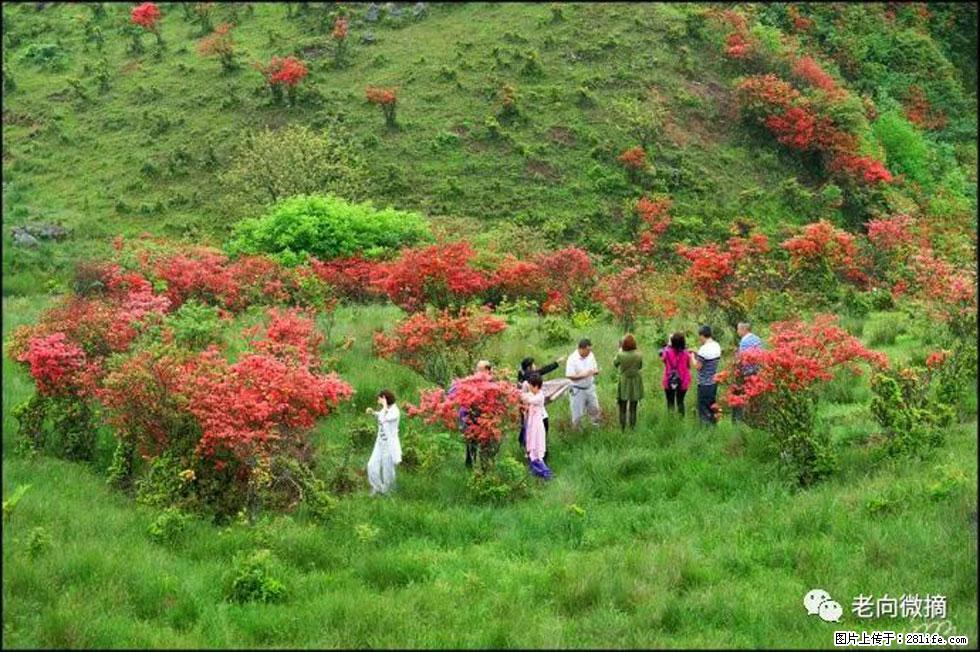 【春天，广西桂林灌阳县向您发出邀请！】宝盖山上映山红 - 游山玩水 - 西宁生活社区 - 西宁28生活网 xn.28life.net