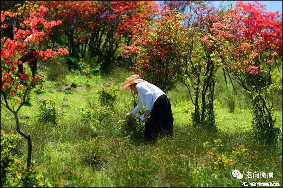 【春天，广西桂林灌阳县向您发出邀请！】宝盖山上映山红 - 游山玩水 - 西宁生活社区 - 西宁28生活网 xn.28life.net