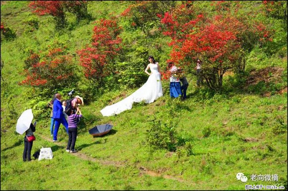 【春天，广西桂林灌阳县向您发出邀请！】宝盖山上映山红 - 游山玩水 - 西宁生活社区 - 西宁28生活网 xn.28life.net