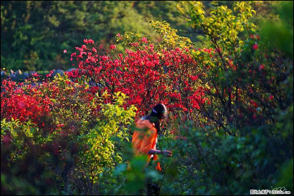 【春天，广西桂林灌阳县向您发出邀请！】春木界上映山红 - 游山玩水 - 西宁生活社区 - 西宁28生活网 xn.28life.net