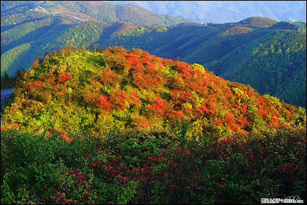 【春天，广西桂林灌阳县向您发出邀请！】春木界上映山红 - 游山玩水 - 西宁生活社区 - 西宁28生活网 xn.28life.net