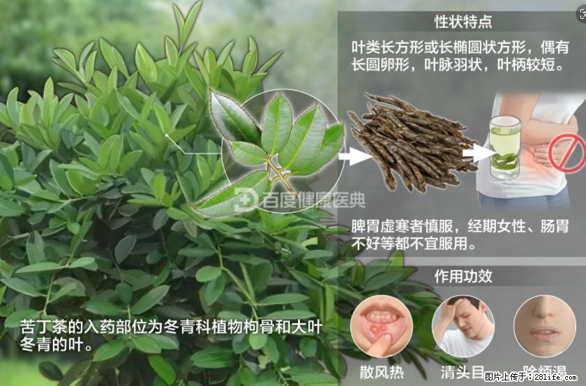 苦丁茶有哪些功效和作用 - 生活百科 - 西宁生活社区 - 西宁28生活网 xn.28life.net