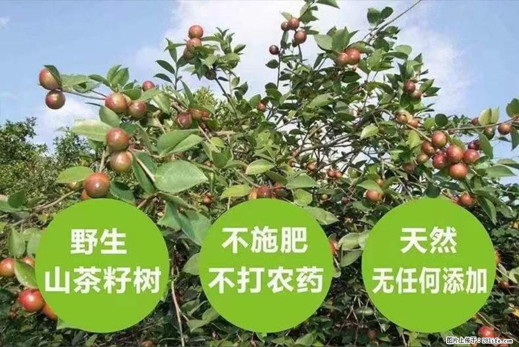 【灌阳县油茶产业示范区】一个有着充实的精神生活的人，对待身外之物自会有一种淡泊的态度 - 土特产 - 饮食特产 - 西宁分类信息 - 西宁28生活网 xn.28life.net