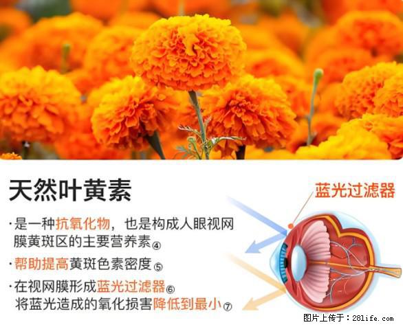 叶黄素有什么功效和作用 - 生活百科 - 西宁生活社区 - 西宁28生活网 xn.28life.net
