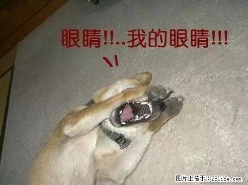 笑癫了！一女的怀孕三年未生，他终于忍不住了... - 娱乐八卦 - 西宁生活社区 - 西宁28生活网 xn.28life.net