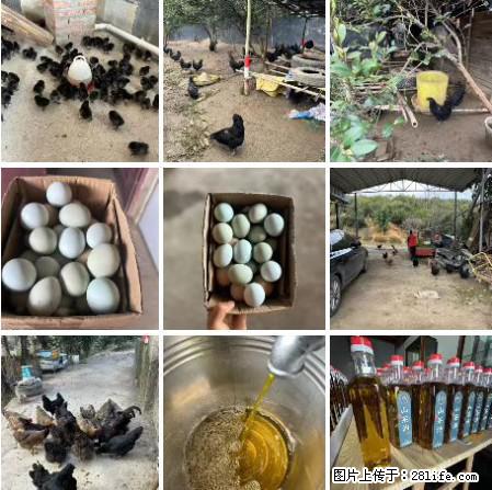 油茶园从小鸡仔开始养起的纯土鸡、土鸡蛋可以预定啦！还有前几天刚榨的纯山茶油哦 - 土特产 - 饮食特产 - 西宁分类信息 - 西宁28生活网 xn.28life.net