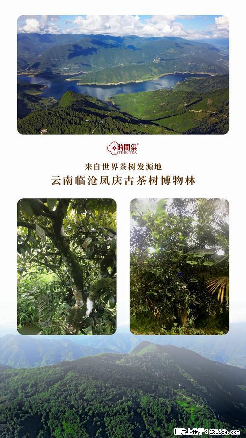 时间果百年古树2025年春红茶 - 购物交流 - 西宁生活社区 - 西宁28生活网 xn.28life.net