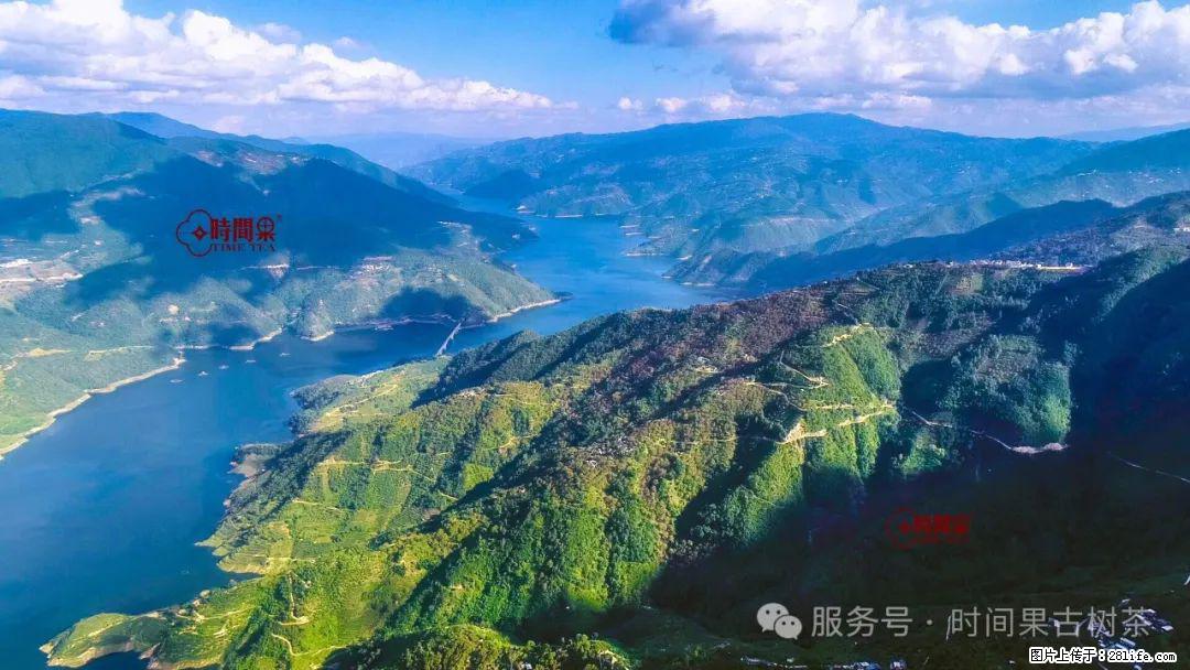 时间果百年古树龙珠普洱生茶 - 购物交流 - 西宁生活社区 - 西宁28生活网 xn.28life.net