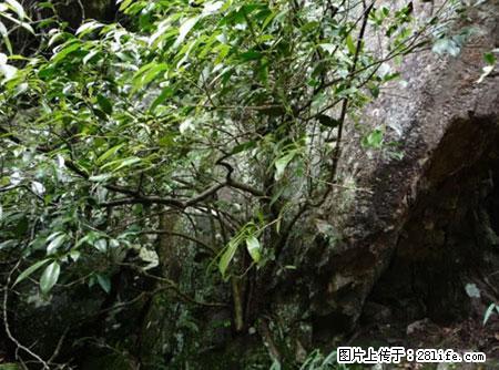 平乐石崖茶，珍贵仅次于金花茶 - 西宁生活资讯 - 西宁28生活网 xn.28life.net