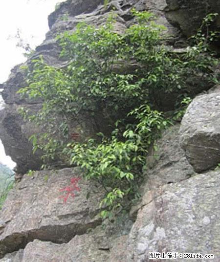 平乐石崖茶，珍贵仅次于金花茶 - 西宁生活资讯 - 西宁28生活网 xn.28life.net